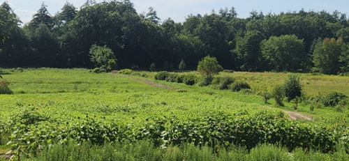 Sunflower Maze set to open August 12th